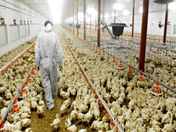 Corona के बाद फैला Bird Flu... हिमाचल, एमपी और केरल में पुष्टि, राजस्थान - गुजरात में अलर्ट