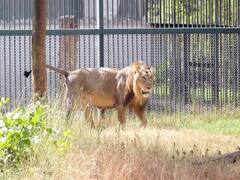 આજી ડેમ નજીક સિંહે ગાયનું મારણ કર્યું, રાજકોટના નાગરિકોમાં ભયનો માહોલ