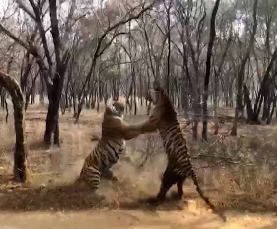 Ranthambore National Park | रणथंबोरच्या जंगलातील झुंजार वाघिणींची लढाई 