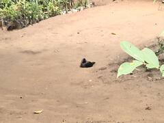 Doctors probe sudden death of crows amid bird flu scare