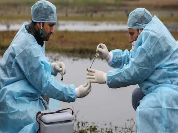 Bird Flu Outbreak : दिल्ली के मयूर विहार के पार्क में 10 कौवे मरे हुए मिले 