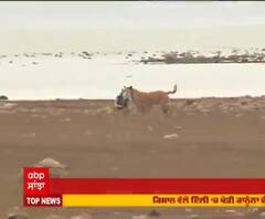 ਬਰਡ ਫਲੂ ਨੂੰ ਲੈ ਕੇ ਹਿਮਾਚਲ ਸਰਕਾਰ ਦੇ ਦਾਅਵਿਆਂ ਦੀ ਪੋਲ ਖੋਲ੍ਹ ਰਹੀ ਵੇਖੋ ਇਹ ਰਿਪੋਰਟ