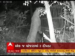 વલસાડના પારડીમાં એક પાંજરામાં બે દીપડા પકડાયા હતા, જુઓ વીડિયો 