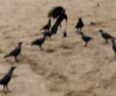 Bird Flu Alert: दूरबीन से रखी जा रही परिंदों पर नजर | abp Ganga 