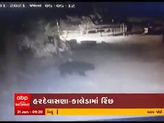 બનાસકાંઠાના હરદેવાસણા-કાલેડામાં રીંછ દેખાતા સ્થાનિકોમાં ભયનો માહોલ, જુઓ વીડિયો 
