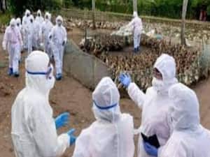 Bird Flu spreads in Delhi & Mumbai under 10 days, ground report | Master Stroke From Kolkata 