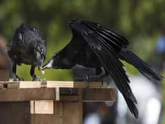 જૂનાગઢના માંગરોળના આ ગામમાં 50થી વધુ કાગડાઓના શંકાસ્પદ મોત, જુઓ વીડિયો