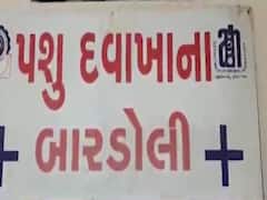 સૌરાષ્ટ્ર બાદ દક્ષિણ ગુજરાતમાં બર્ડ ફ્લૂની એન્ટ્રી થઇ, જુઓ વીડિયો