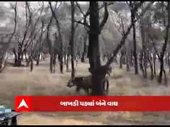 જ્યારે બાખડી પડ્યા બંન્ને વાઘ, જુઓ વાઇલ્ડ લાઇફના LIVE દ્રશ્યો