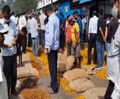 Turmeric Selling | सांगली एपीएमसीत हळदीच्या सौद्यांचा शुभारंभ, पहिल्या दिवशी 2500 पोत्यांची आवक