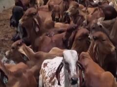 गाय के बारे में बताओ, नौकरी पाओ : गाय पर परीक्षा लेगा कामधेनु आयोग