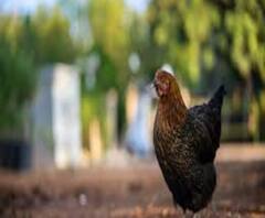 Bird Flu: Corona-র দোসর বার্ড ফ্লু, ক্রমেই ছড়াচ্ছে আতঙ্ক