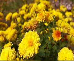 अकोला विद्यापीठ परिसरात शेवंतीच्या नव्वद जातींची लागवड, झेंडू आणि गुलाबाच्या विविध जातींची लागवड