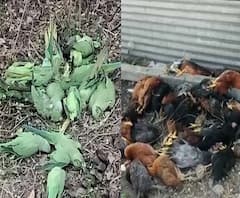 #BirdFlu लातूरच्या केंद्रेवाडीमध्ये 400 कोंबड्या मृत्यूमुखी,ठाणे,बीड,नागपुरात शेकडो पक्षी मृतावस्थेत