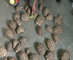 Indian star tortoise | वनविभागाकडून मुंबई, ठाण्यात 70 कासव जप्त, पहिल्या टप्प्यात 21 कासवांना जंगलात सोडणार