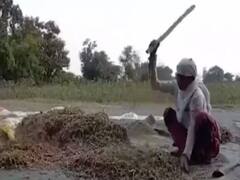 फसल बीमा योजना से किसानों को कितनी मदद मिल रही है? देखिए इस रिपोर्ट में