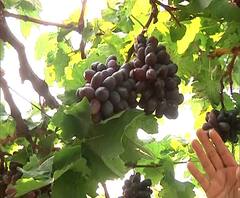 Nashik Grapes Loss | अवकाळी पावसाने पुन्हा घात केला; द्राक्ष बागांना सर्वाधिक फटका