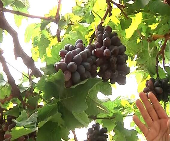 Nashik Grapes Loss | अवकाळी पावसाने पुन्हा घात केला; द्राक्ष बागांना सर्वाधिक फटका
