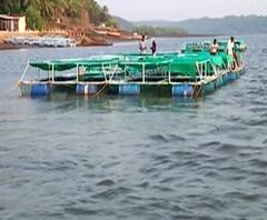 Ratnagiri Fish Farming | रत्नागिरीत खाडीच्या पाण्यात पिंजऱ्याच्या मदतीने मत्स्यशेती | स्पेशल रिपोर्ट