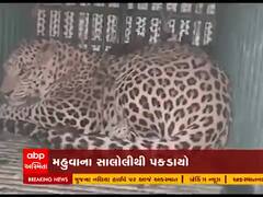 ભાવનગરના મહુવાના સાલોલીથી દીપડો પાંજરે પુરાયો, જુઓ વીડિયો 