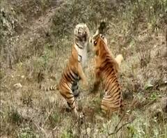 मध्यप्रदेशच्या कान्हा व्याघ्र प्रकल्पात एकाच वेळी 5 वाघांचं दर्शन, डीजे वाघिणीचा बछड्यांसहीत फेरफटका