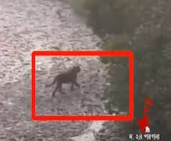 ওয়াচ টাওয়ার থেকেই দেখা মিলল রয়্যাল বেঙ্গল টাইগারের, সুন্দরবনে রোমাঞ্চিত পর্যটকরা