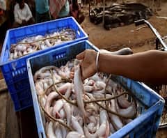 चिकनची मागणी घटली, मटण, मासे खरेदीसाठी गर्दी, Bird Flu मुळे चिकन-अंडी विक्रीवर परिणाम