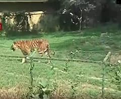 Happy New Year 2021: নববর্ষে চিড়িয়াখানায় ফিরল পরিচিত ভিড়, উৎসাহী মানুষের ঢলে উৎসবের আমেজ