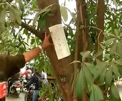 JVLR road widening work| जेव्हीएलआर रुंदीकरण, मेट्रो कामासाठी मुंबईतल्या 700 झाडांवर कुऱ्हाड चालणार?