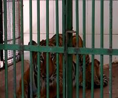 Aurangabad Tigress Cubs | औरंगाबादमधील प्राणीसंग्रहालयात समृद्धी वाघिणीकडून पाच बछड्यांना जन्म