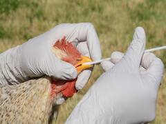 Karnataka on alert over danger of bird flu 