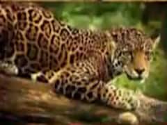 રાજકોટના કાલાવડના પીઠડીયામાં દીપડો પાછળ પડતા ભાગ્યા લોકો, જુઓ વીડિયો