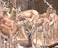कात्रज प्राणी संग्रहालयात कुत्र्यांच्या हल्ल्यात चार काळवीटांचा मृत्यू, पुणे महापालिकेचा हलगर्जीपणा