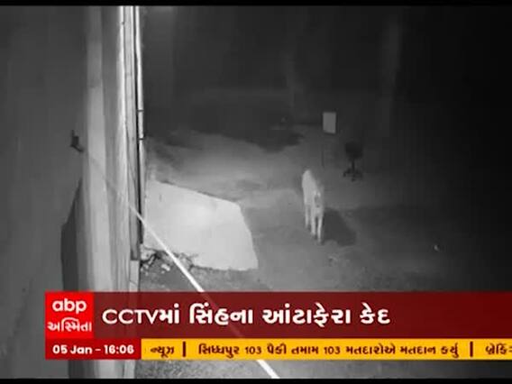 રાજકોટના ખારચિયા ગામમાં સિંહના આંટાફેરા, જુઓ CCTV