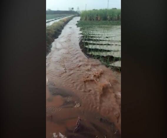 Nashik | अवकाळी पावसामुळं नाशिकमध्ये पिकांचं मोठ्या प्रमाणावर नुसकान 