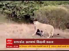 રાજકોટઃ ગોંડલના રિબડા ગામમાં સિંહે પશુનું કર્યું મારણ, જુઓ વીડિયો 