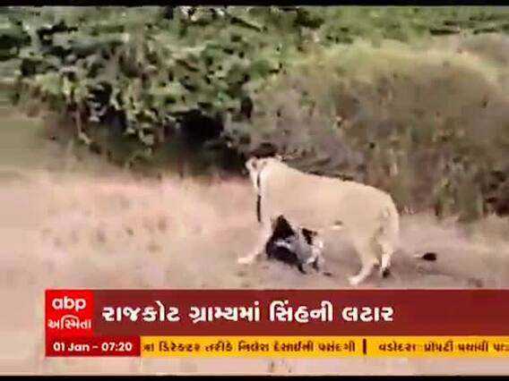 રાજકોટઃ ગોંડલના રિબડા ગામમાં સિંહે પશુનું કર્યું મારણ, જુઓ વીડિયો 