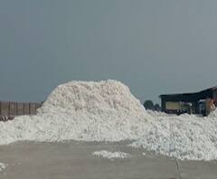 शेती जगत | शासनाने कापूस खरेदीचे पैसे थकवले, शेतकऱ्यांची थेट कृषीमंत्र्यांकडे तक्रार 