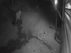 શિકારની શોધમાં અમરેલીના આ ગામમાં સિંહના આંટાફેરા, ઘટના CCTVમાં કેદ