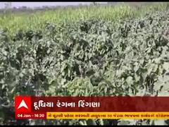 અમરેલી જિલ્લાના સુડાવડ ગામના એક ખેડૂતે રીંગણાની નવી જાત વિકસાવી, જુઓ વીડિયો
