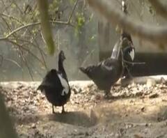 Kanpur में Bird flu ने दी दस्तक, अगले आदेश तक चिड़ियाघर बंद