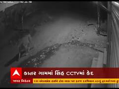 અમરેલીના કાતર ગામમાં સિંહની લટાર, જુઓ CCTV