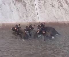 Rural News | कोल्हापुरात पाणी पिताना गवे कालव्यात | माझं गाव माझा जिल्हा | 03 जानेवारी 2021