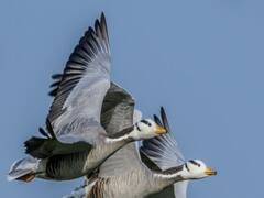 રાજકોટના ગોંડલમાં બર્ડ ફ્લૂની દહેશત, શિવરાજગઢમાં દસ ટિટોડીના શંકાસ્પદ મોત