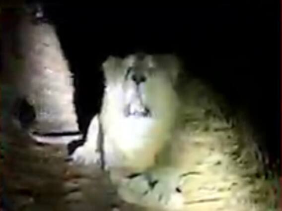 રાજકોટ જિલ્લામાં સિંહ બન્યા હિંસક, વડાળી ગામમાં બે પશુનું મારણ, જુઓ વીડિયો