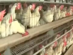 Bird Flu : 5 राज्यों में बर्ड फ्लू संक्रमण की हुई पुष्टि, जम्मू-कश्मीर और तमिलनाडु में अलर्ट जारी