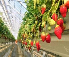  CM Yogi आज Jhansi में स्ट्रॉबेरी फेस्टिवल का करेंगे शुभारंभ