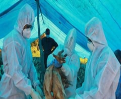 Bird Flu Outbreak: দেশের ৭ রাজ্যে বার্ড ফ্লু-র প্রকোপ, মুরগী-হাঁসের মাংস ও ডিম থেকে কি সত্যি ছড়াতে পারে সংক্রমণ?