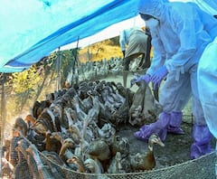 अगर Bird Flu से बचना है, तो यहां है बचने का उपाय ! | UP News | ABP Ganga 