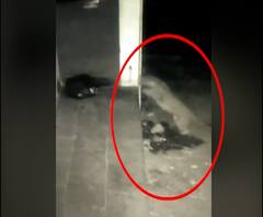 Nashik Leopard | नाशिकमधील पिंपळद गावात बिबट्याचा वावर वाढला, कुत्र्याची शिकार करताना कॅमेऱ्यात कैद